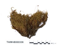 藏品(澤苔)的圖片